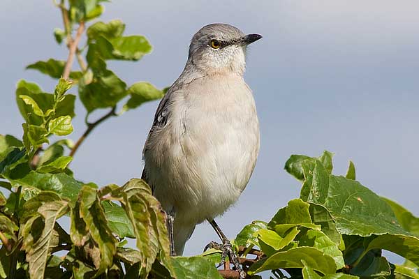 Mockingbird03