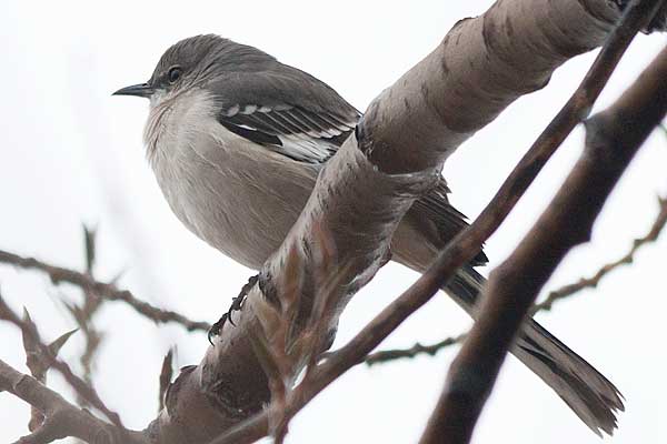 Mockingbird1