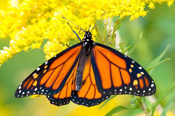 Monarch-on-Goldenrod