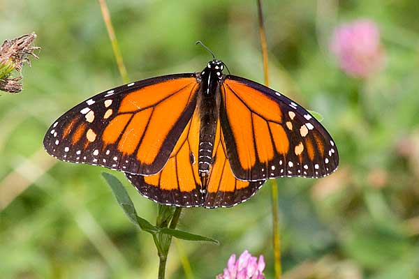 Monarchmale