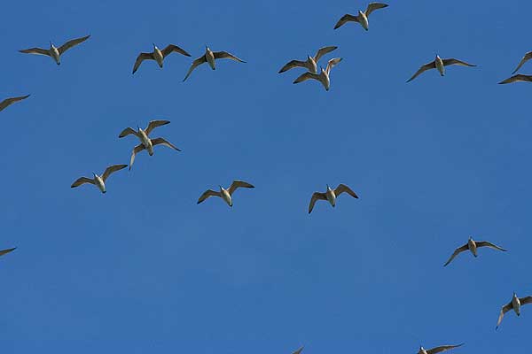 More-Whimbrel-Overhead