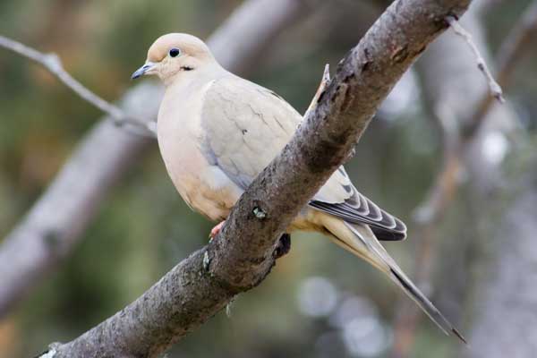 Mourning-Dove