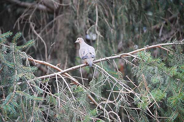 MourningDove