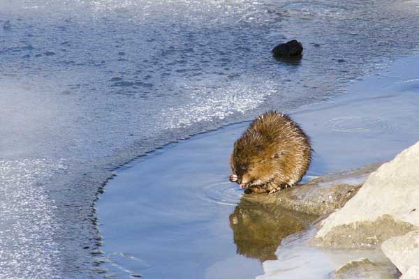 Muskrat