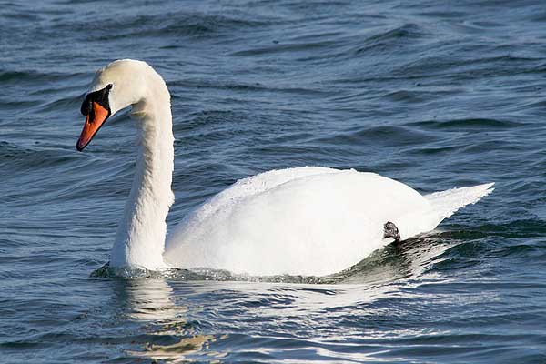 Mute Swan
