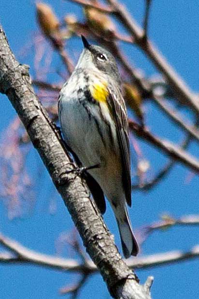 Myrtle-Female