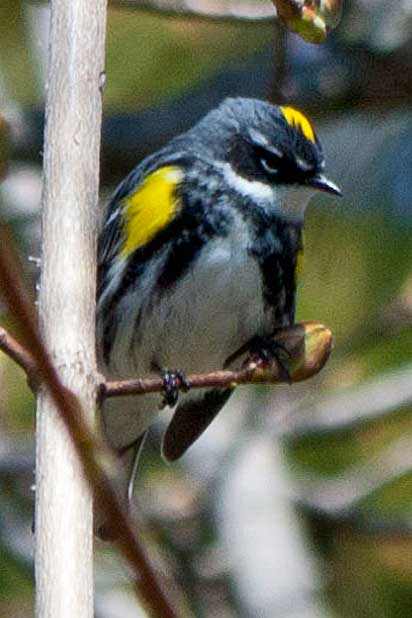 Myrtle-Male-2