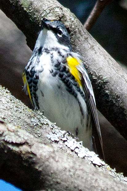 Myrtle-Male