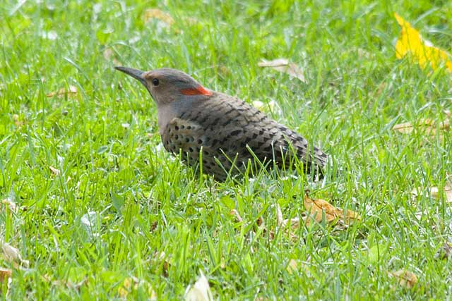 N-Flicker