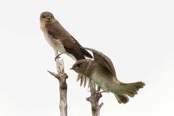 N-Rough-winged-Swallows
