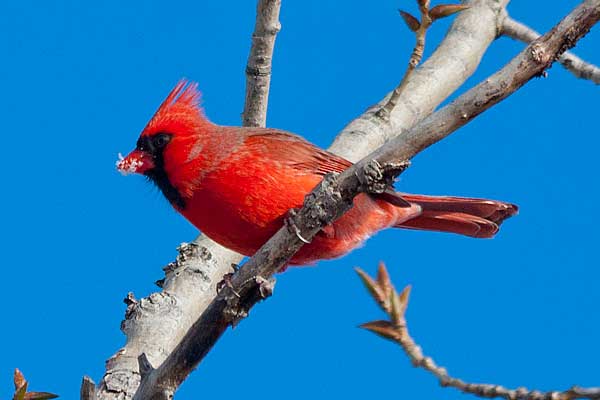 N_Cardinal