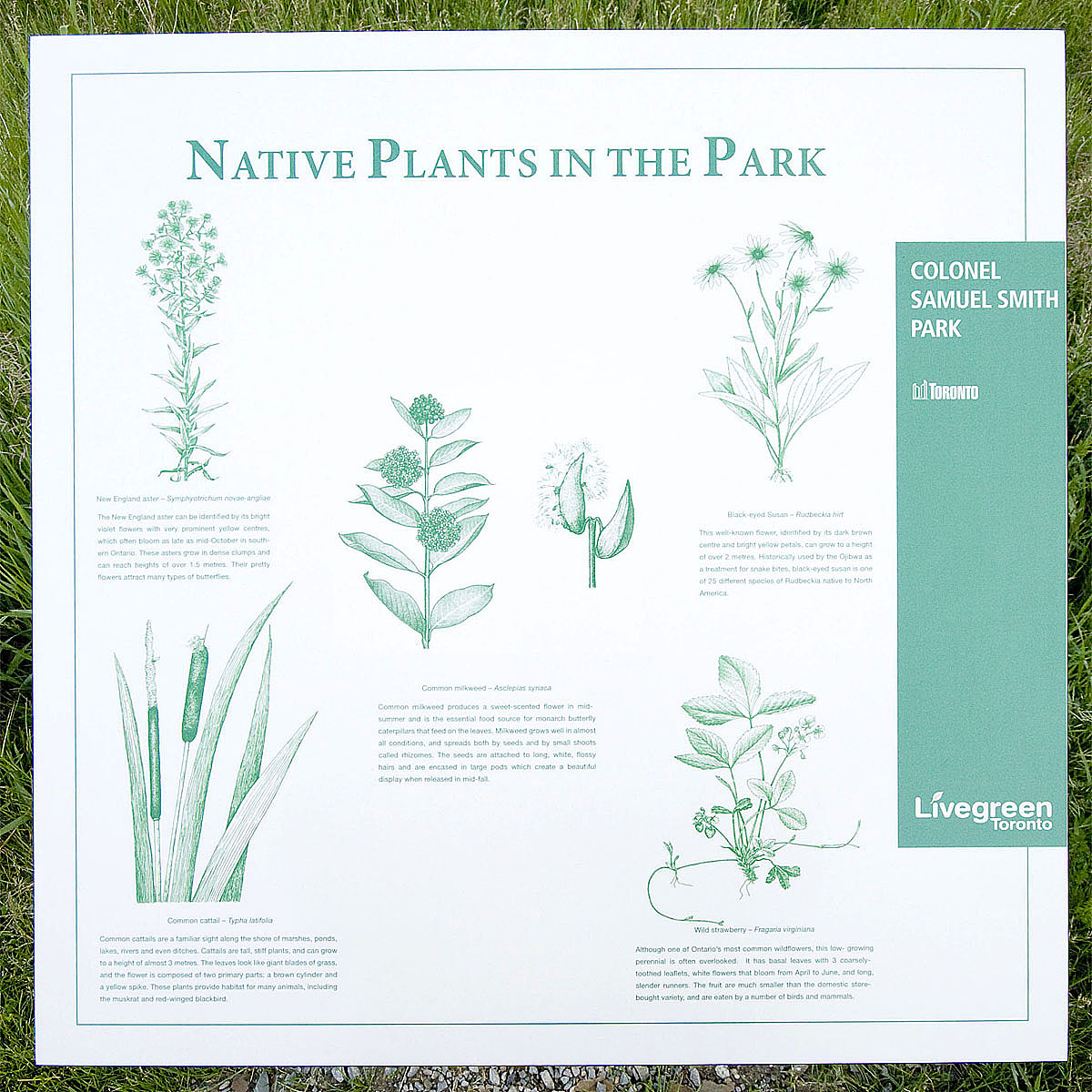 Native Plants