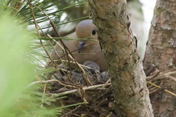 Nesting-Mourning-Dove