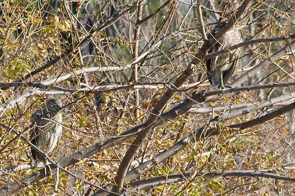 Night-Herons