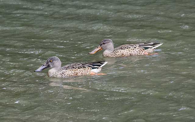 Northern-Shovelers