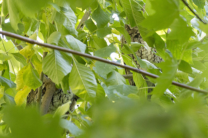 Owls