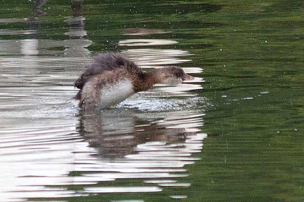PB-Grebe-Flapping