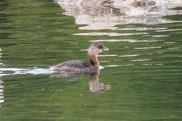 PB-Grebe