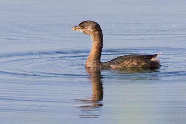 PBGrebe