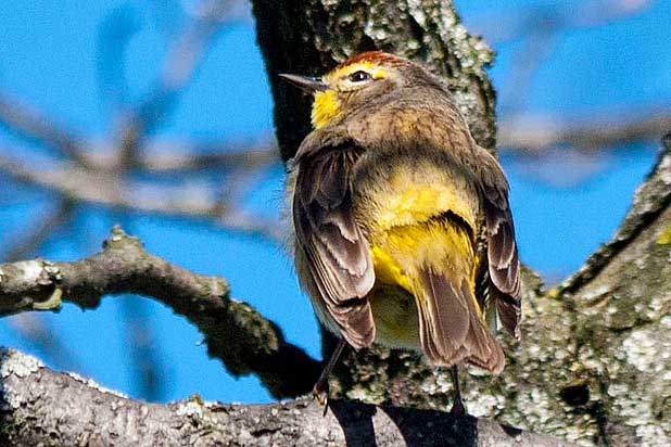 Palm-Warbler-from-behind