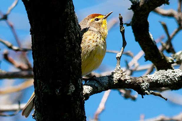 Palm-Warbler-peekaboo