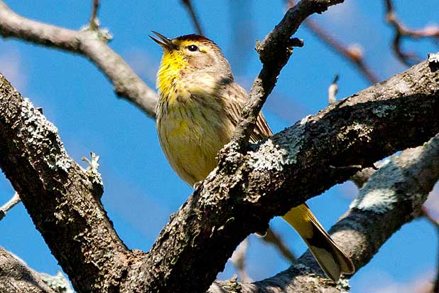 Palm-Warbler-singing