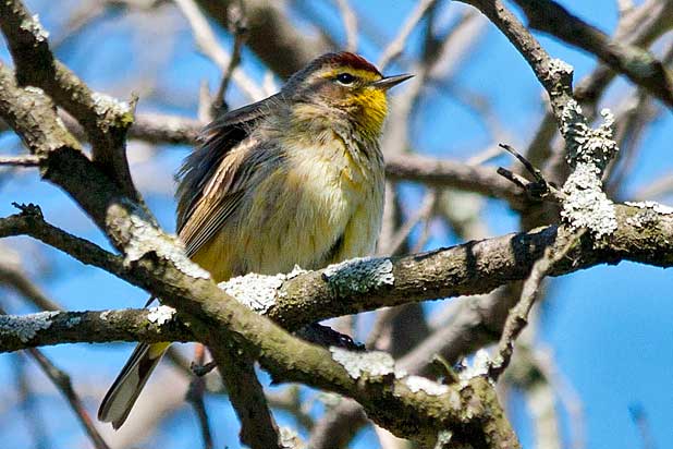 Palm-Warbler