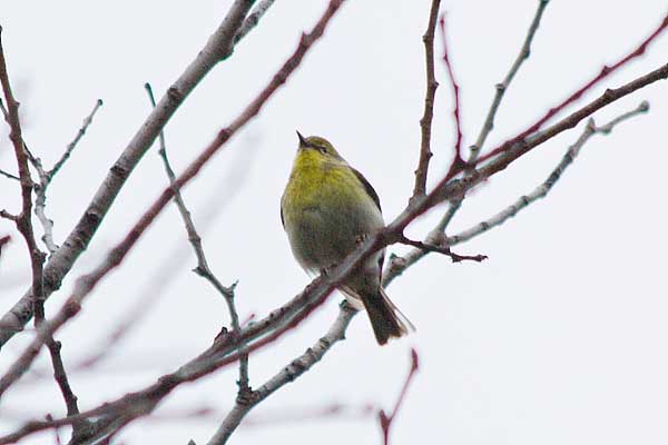 Pine Warbler