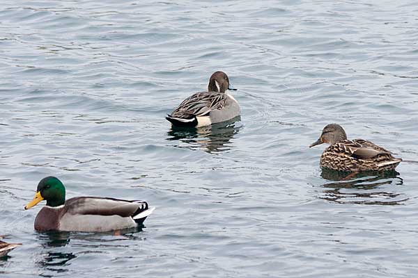 Pintail-with-Mallards
