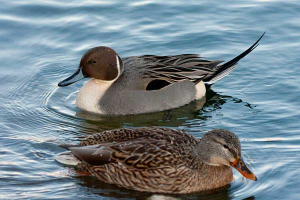 PintailwithMallard