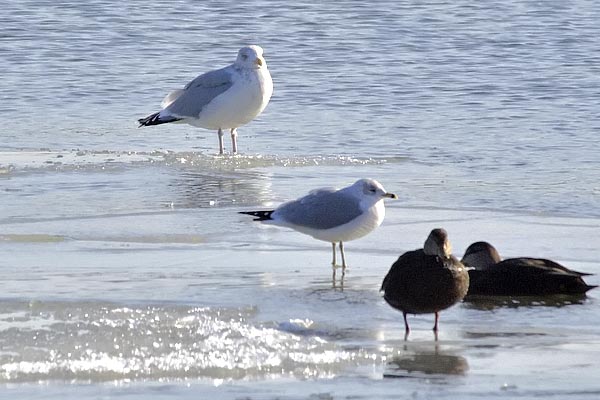 RB-HerringGullComparison