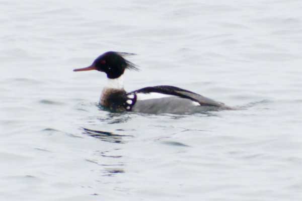 RB-Merganser
