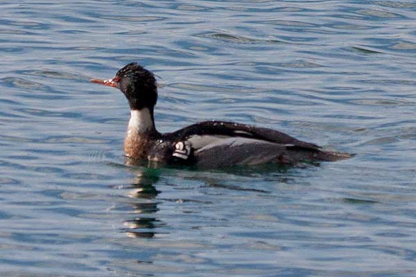 RBMerganser