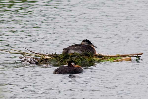 RN-Grebes-Nest