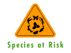 ROM Species at Risk