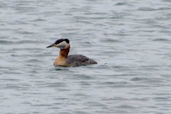 RT-Grebe