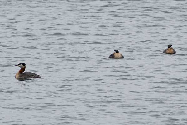 RT-Grebes