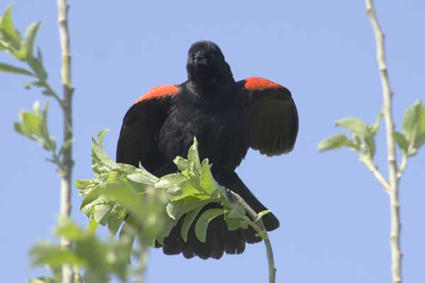 RW-Blackbird