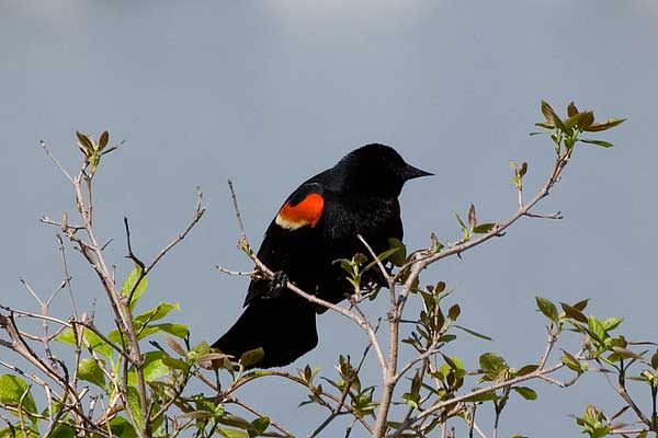 RW-Blackbird02