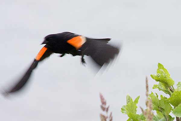 RWBB-take-off