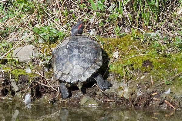 Red-Eared-Slider