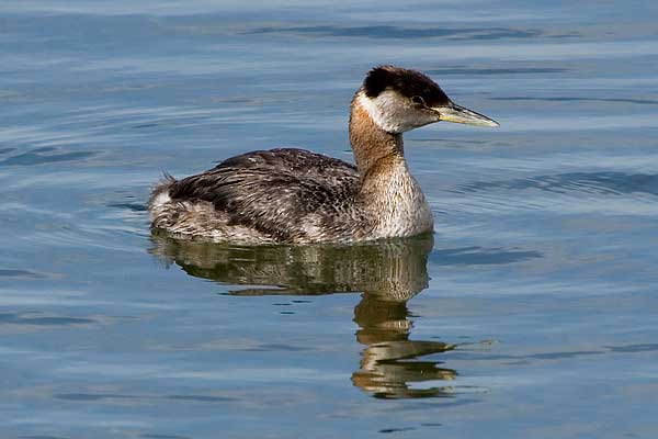 Red-necked-Grebe