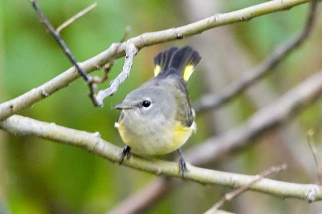 Redstart