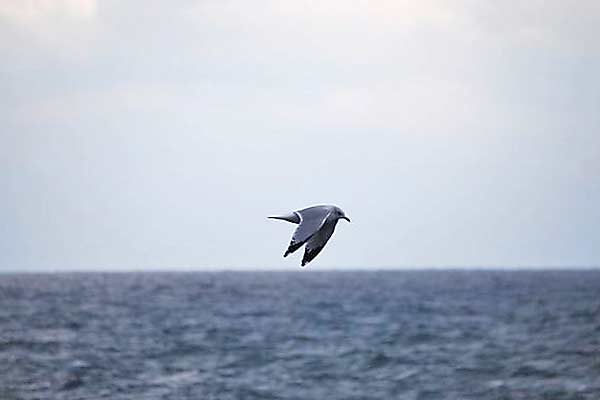 Ring-billedGull