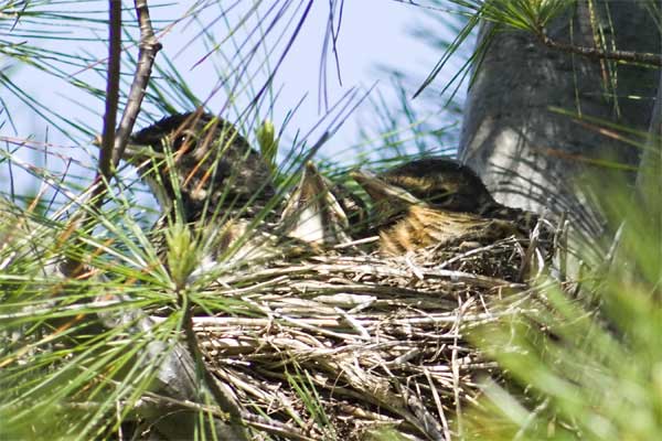 Robin-Chicks