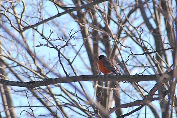 Robin