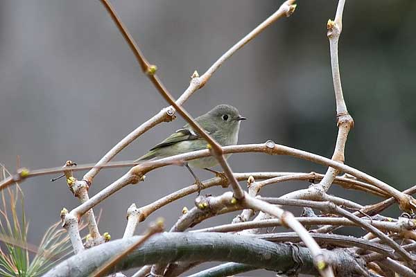 Ruby-crowned Kinglet