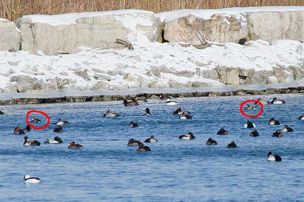 Ruddy Ducks