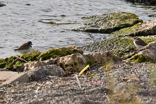 SPPlovers