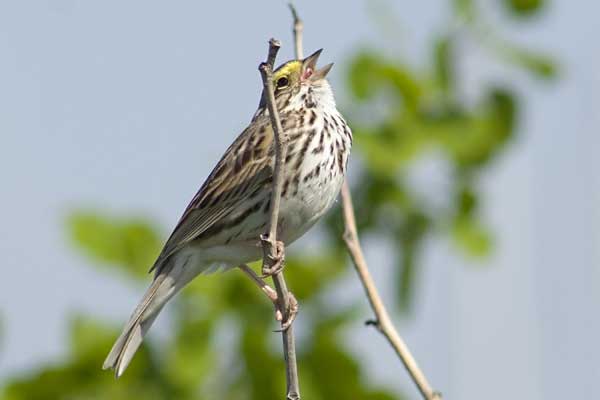 Savannah-Sparrow